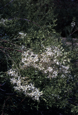 APII jpeg image of Lomatia tinctoria  © contact APII