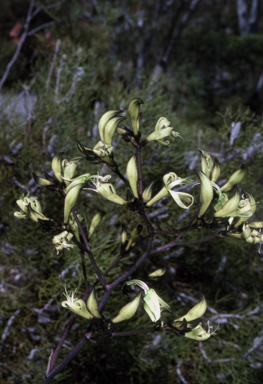 APII jpeg image of Macropidia fuliginosa  © contact APII