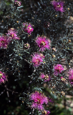 APII jpeg image of Melaleuca sp.  © contact APII