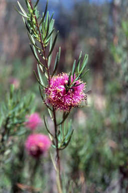 APII jpeg image of Melaleuca radula  © contact APII
