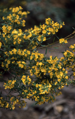 APII jpeg image of Pultenaea flexilis  © contact APII