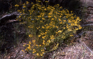 APII jpeg image of Senecio lautus  © contact APII