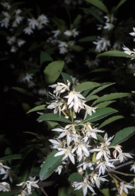 APII jpeg image of Doryphora sassafras  © contact APII