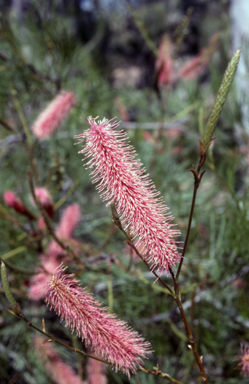 APII jpeg image of Grevillea petrophiloides  © contact APII