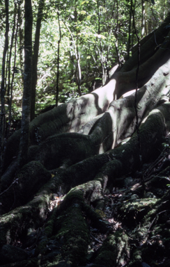 APII jpeg image of Ficus obliqua  © contact APII