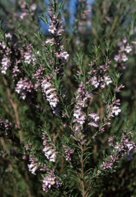 APII jpeg image of Eremophila pachyphylla  © contact APII