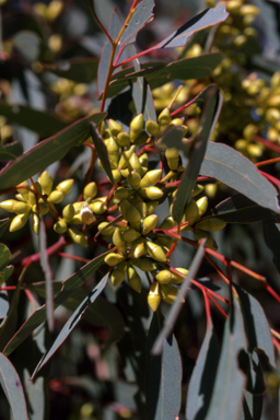 APII jpeg image of Eucalyptus blakelyi  © contact APII