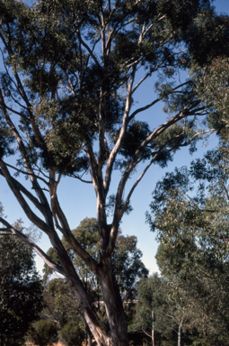 APII jpeg image of Eucalyptus melliodora  © contact APII