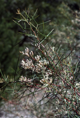 APII jpeg image of Hakea trifurcata  © contact APII