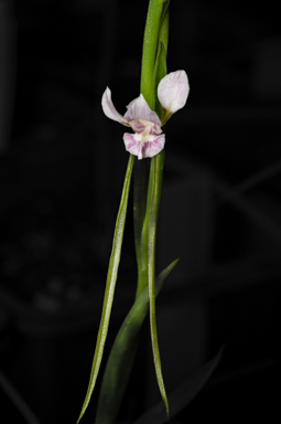 APII jpeg image of Diuris fragrantissima  © contact APII