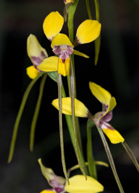 APII jpeg image of Diuris Tricolor  © contact APII
