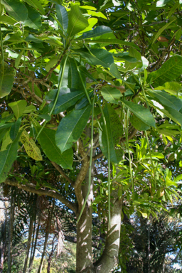 APII jpeg image of Alstonia spectabilis  © contact APII