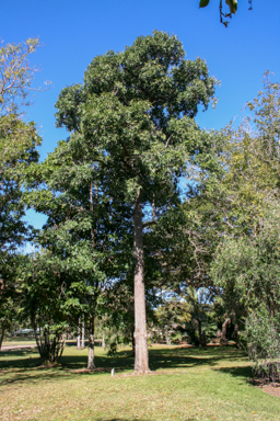 APII jpeg image of Alstonia scholaris  © contact APII