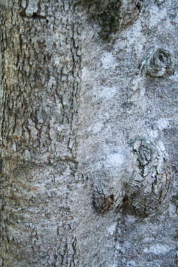 APII jpeg image of Sterculia quadrifida  © contact APII