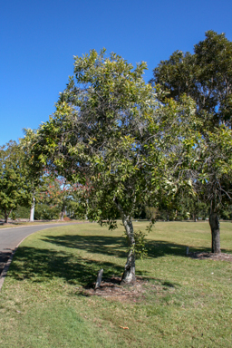 APII jpeg image of Buckinghamia celsissima  © contact APII