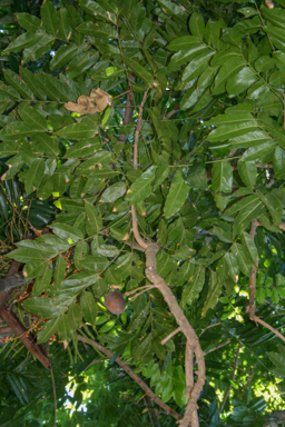 APII jpeg image of Diploglottis australis  © contact APII