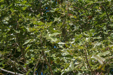 APII jpeg image of Brachychiton diversifolius  © contact APII