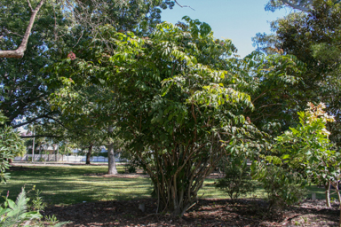 APII jpeg image of Leea novoguineensis  © contact APII