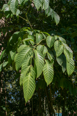 APII jpeg image of Leea novoguineensis  © contact APII