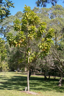 APII jpeg image of Barringtonia acutangula  © contact APII