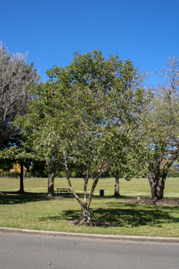 APII jpeg image of Cordia dichotoma  © contact APII