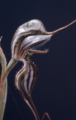 APII jpeg image of Pterostylis woollsii  © contact APII