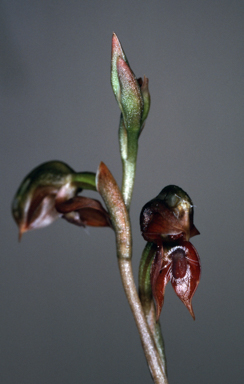 APII jpeg image of Pterostylis squamata  © contact APII