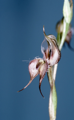 APII jpeg image of Pterostylis setifera  © contact APII