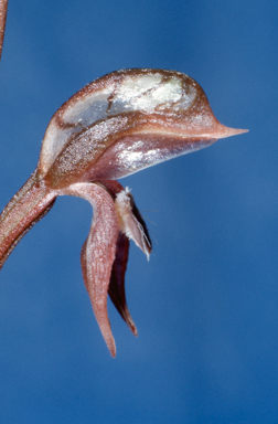 APII jpeg image of Pterostylis rufa  © contact APII