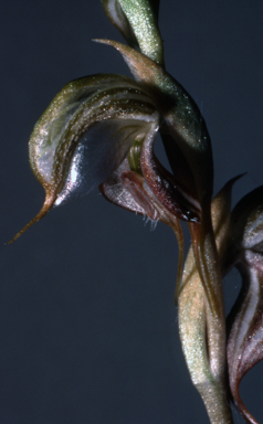 APII jpeg image of Pterostylis ovata  © contact APII