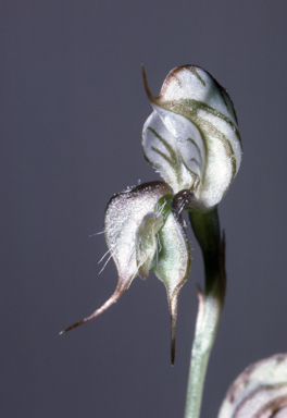 APII jpeg image of Pterostylis insectifera  © contact APII