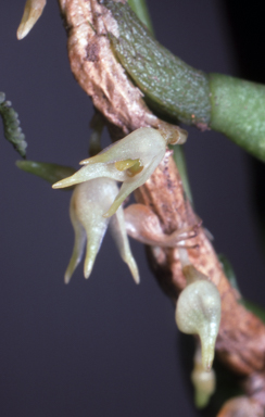 APII jpeg image of Bulbophyllum shepherdii  © contact APII