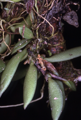 APII jpeg image of Bulbophyllum shepherdii  © contact APII