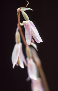 APII jpeg image of Pachystoma pubescens  © contact APII