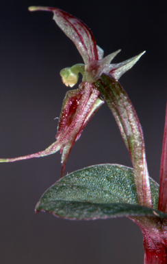 APII jpeg image of Acianthus pusillus  © contact APII