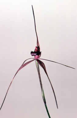 APII jpeg image of Caladenia branwhitei  © contact APII