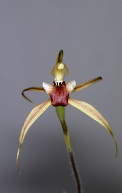 APII jpeg image of Caladenia clavigera  © contact APII