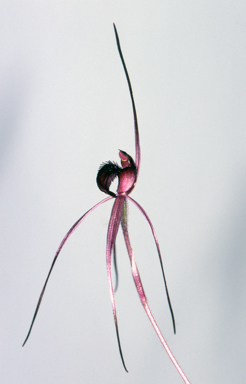 APII jpeg image of Caladenia concolor  © contact APII