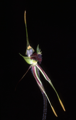 APII jpeg image of Caladenia septuosa  © contact APII