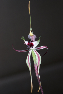 APII jpeg image of Caladenia verrucosa  © contact APII