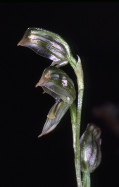 APII jpeg image of Pterostylis viriosa  © contact APII