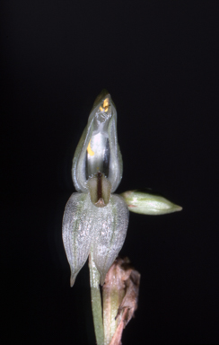 APII jpeg image of Pterostylis vitrea  © contact APII