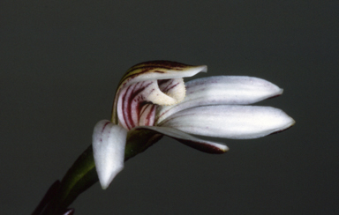 APII jpeg image of Burnettia cuneata  © contact APII