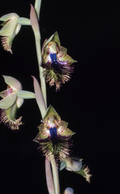 APII jpeg image of Calochilus campestris  © contact APII