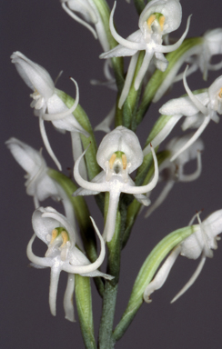 APII jpeg image of Pecteilis propinquior  © contact APII