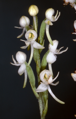 APII jpeg image of Pecteilis harroldii  © contact APII