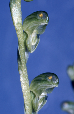 APII jpeg image of Pterostylis cycnocephala  © contact APII
