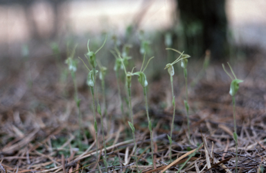 APII jpeg image of Pterostylis nana  © contact APII