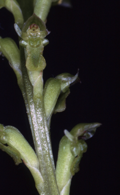 APII jpeg image of Microtis brownii  © contact APII