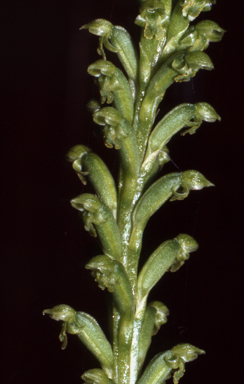 APII jpeg image of Microtis biloba  © contact APII